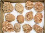 Lot: - Desert Rose From Morocco - Pieces #138120-2
